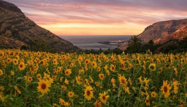 Het mooiste Zonnebloemenveld van de Canarische Eilanden