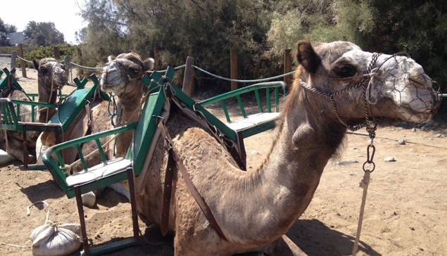 Kamelen in Maspalomas: fokkers verdedigen hun rol in het toerisme tegenover de Fundación Franz Weber