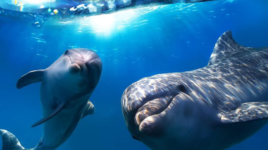 Waarom de Canarische Eilanden zoveel lokale en internationale toeristen blijven aantrekken