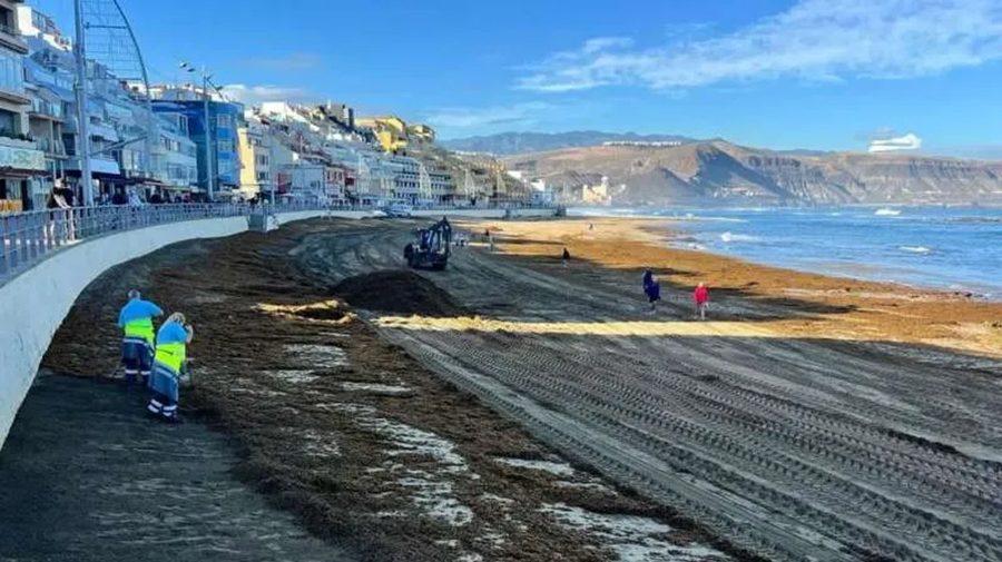 90.000 kilo zeewier verwijderd van de stranden van Las Palmas